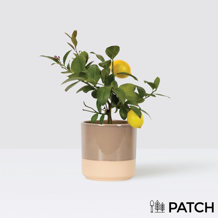 PATCH Vivi in Mushroom Dipped Tumbler