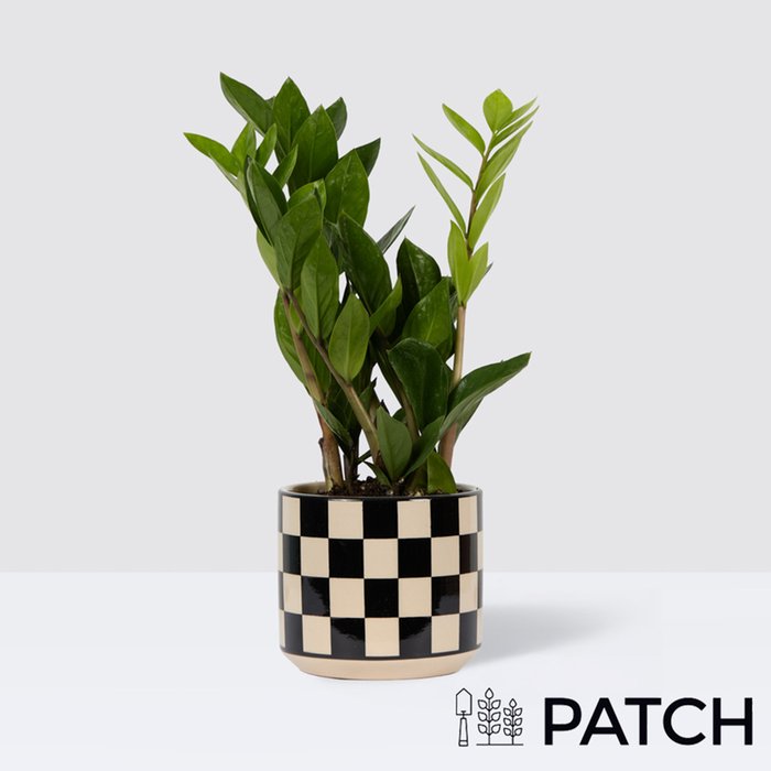 PATCH Cassie in Chess Black Pot