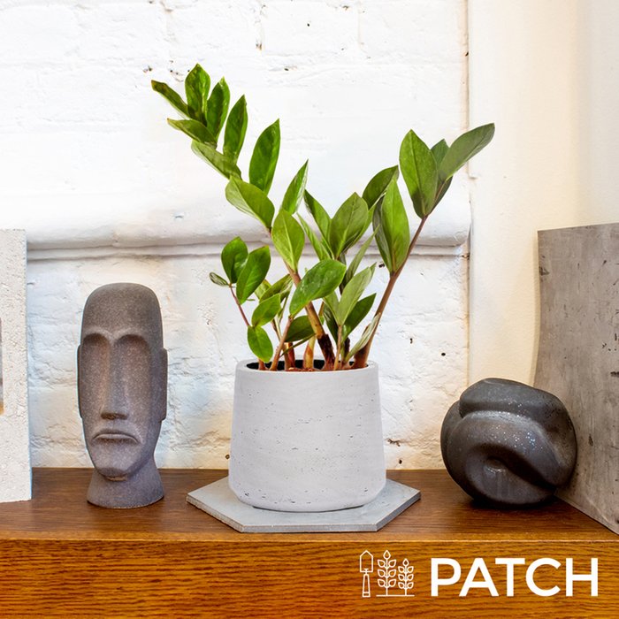 PATCH ‘Cassie' the ZZ Plant with Pot