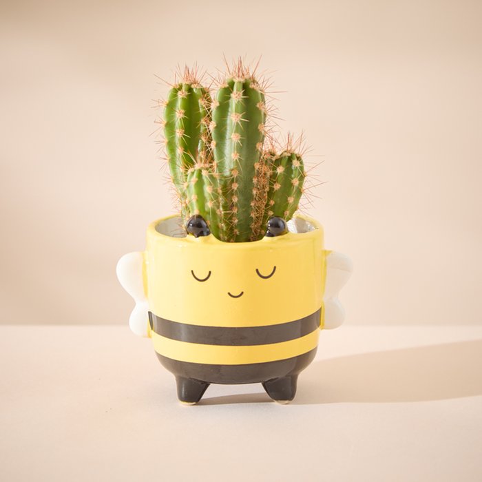 Cactus in Mini Happy Bee Pot
