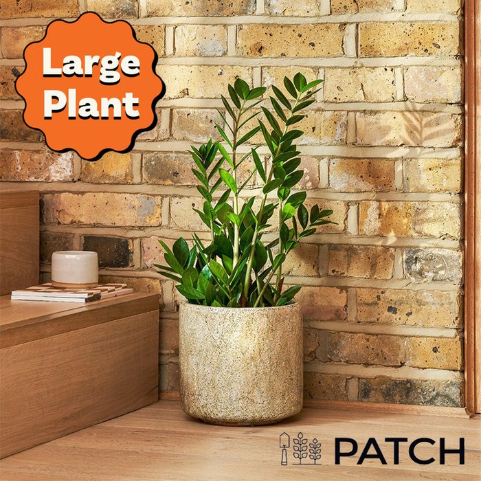 PATCH 'Cassie' the ZZ Plant with Pot 60-70cm