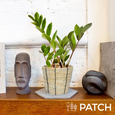 PATCH ‘Cassie' the ZZ Plant with Rope Basket