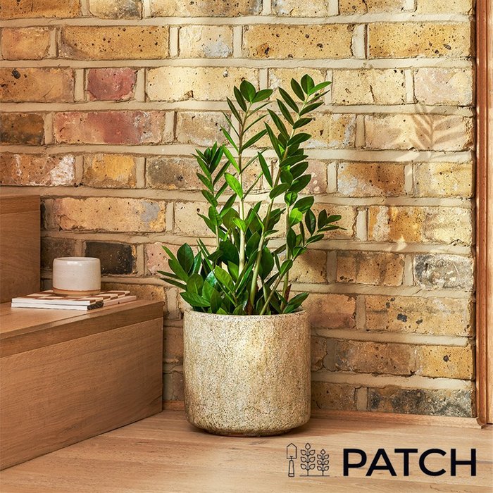 PATCH 'Cassie' the ZZ Plant with Pot 60-70cm