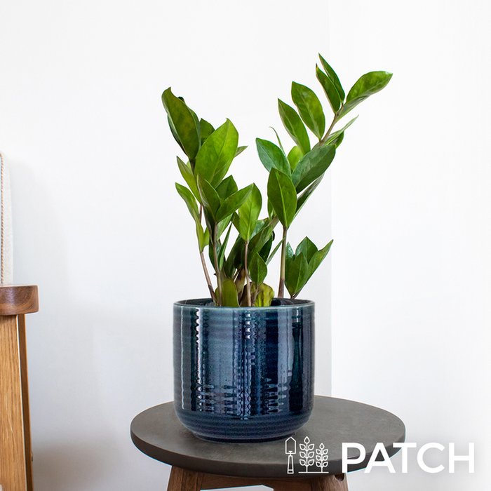 Patch ‘Cassie' The ZZ Plant With Pot