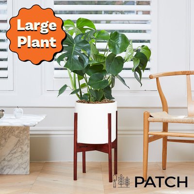 PATCH 'Chaz' the Swiss cheese plant Set 70-80cm