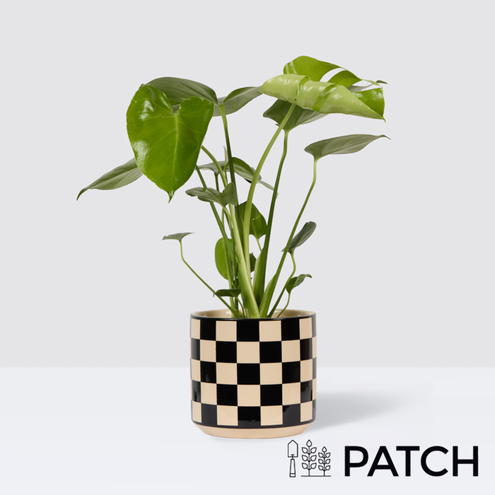 PATCH Chaz in Chess Black Pot
