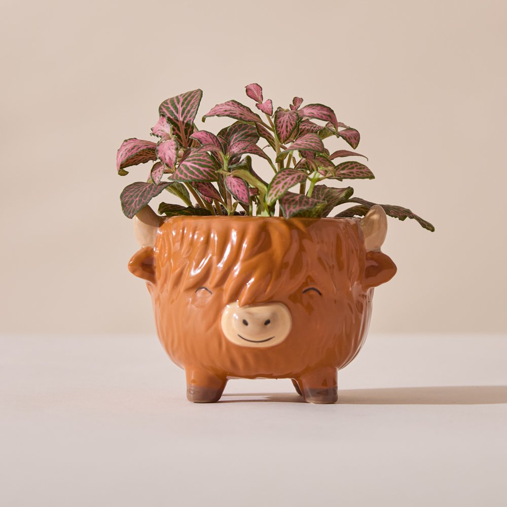 Moonpig Flowers Highland Cow Pot With Fittonia