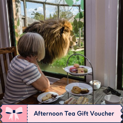 Paul Hollywood Afternoon Tea with Entry for Two at The Big Cat Sanctuary