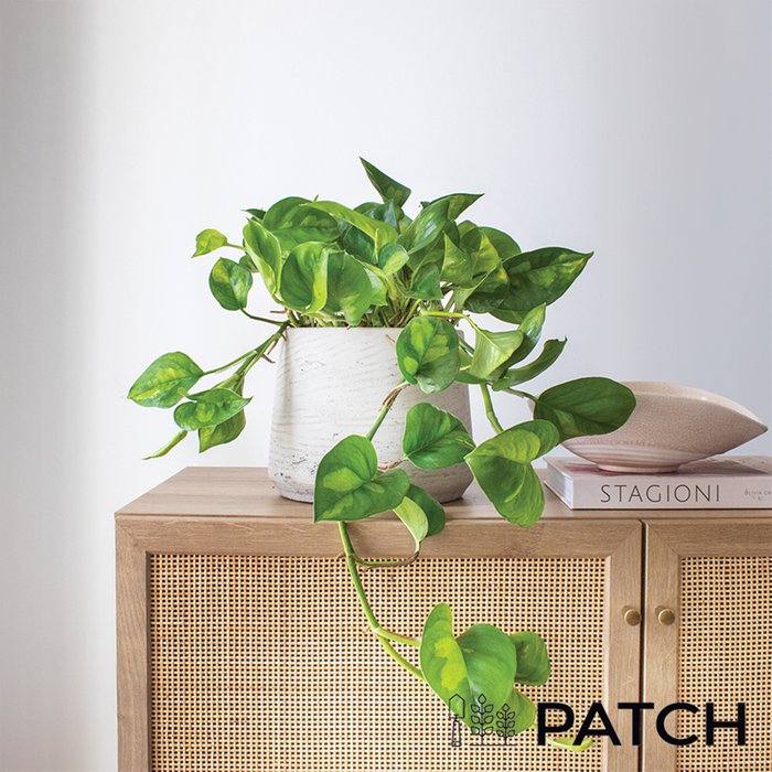 PATCH David Epipremnum Global Grey Set