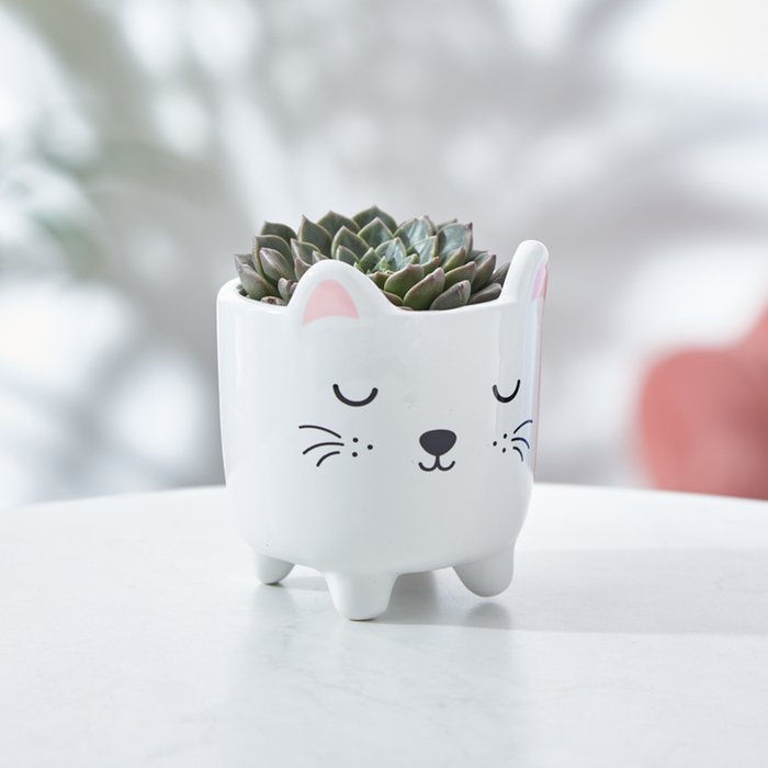 Mini Echeveria Succulent & Cat Planter