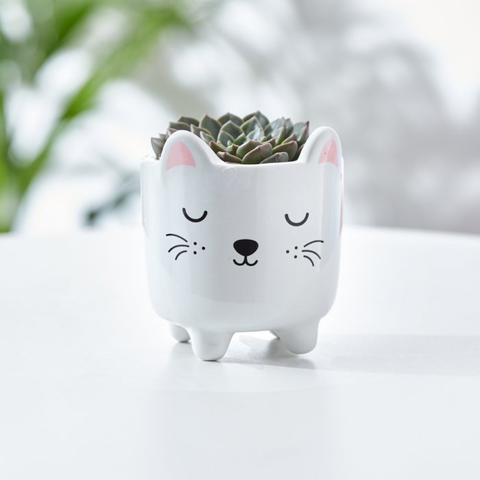 Echeveria Succulent in Mini Cat Planter