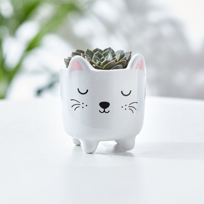 Echeveria Succulent in Mini Cat Planter