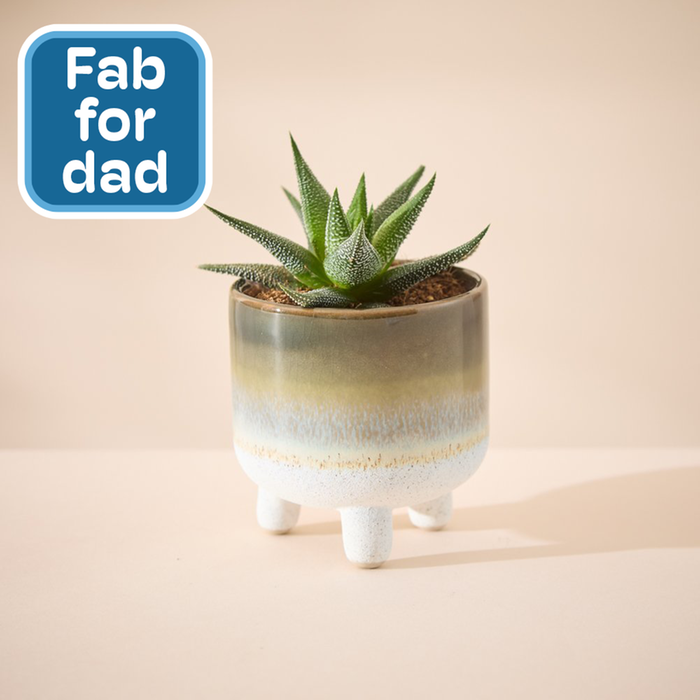 Mojave Leggy Green Glaze with Hawthoria Plant 