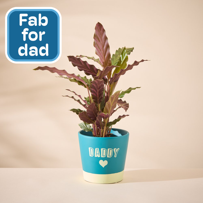 Calathea in Daddy pot