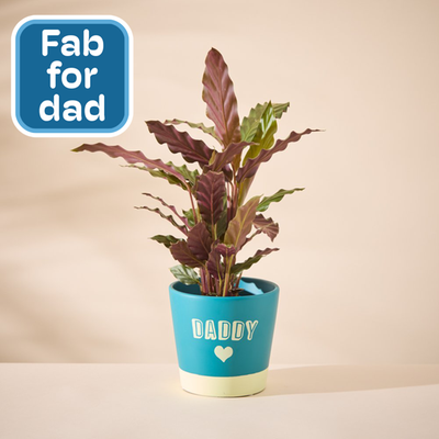 Calathea in Daddy pot