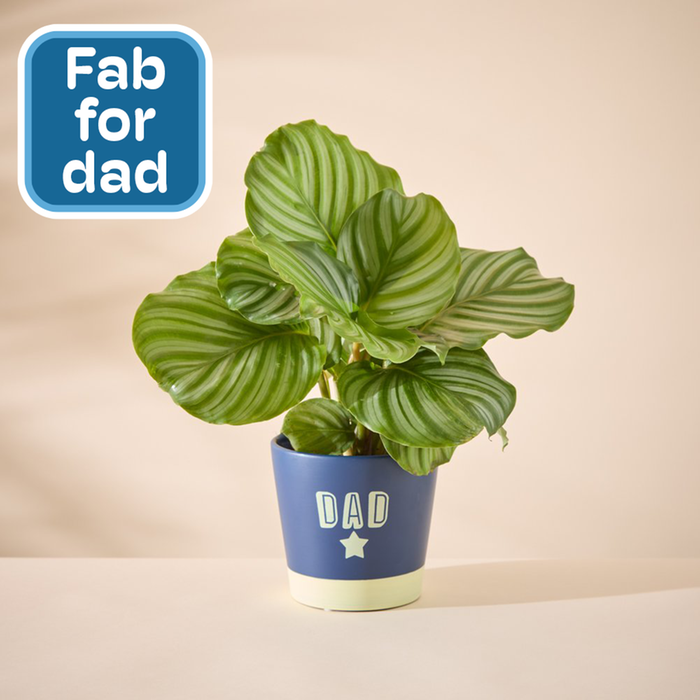 Calathea in Dad pot