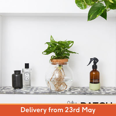 PATCH Wallace the Hydroponic Plant with Pot