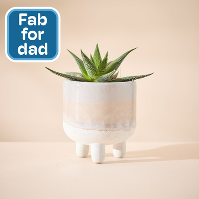 Mojave Leggy Grey Glaze with Haworthia Plant