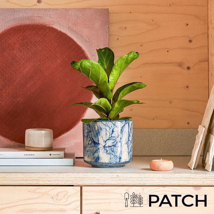 PATCH 'Fidel' the Fiddle-leaf fig Plant with Pot