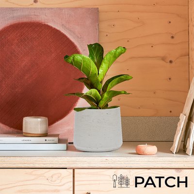 PATCH 'Fidel' the Fiddle-leaf fig Plant with Pot