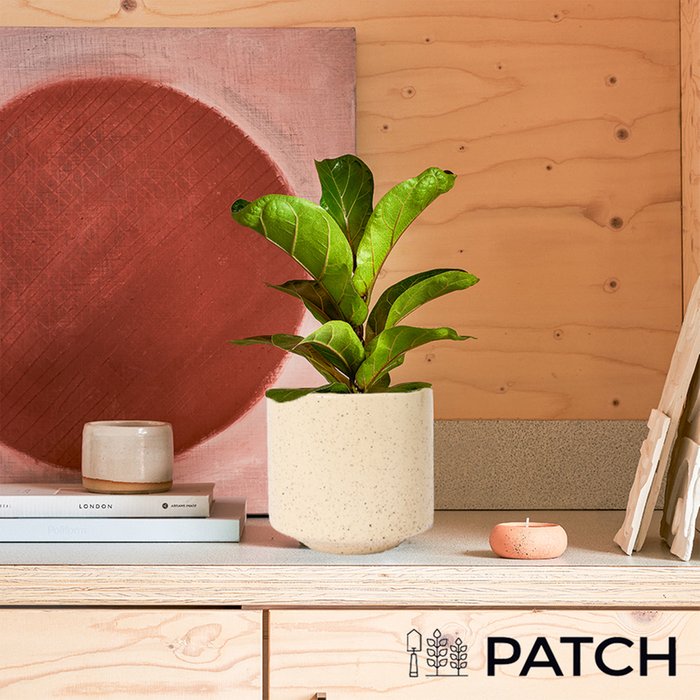 PATCH 'Fidel' the Fiddle-leaf fig Plant with Pot