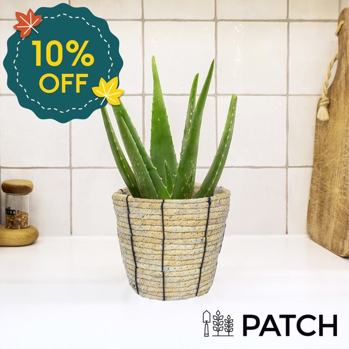 PATCH 'Franky' The Aloe Vera with Rope Basket