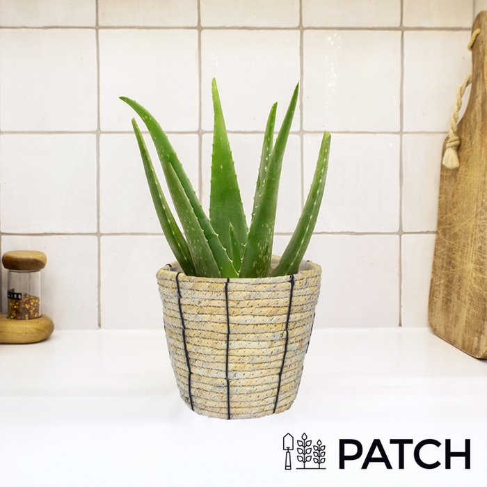 PATCH 'Franky' The Aloe Vera with Rope Basket