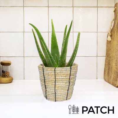 PATCH 'Franky' The Aloe Vera with Rope Basket