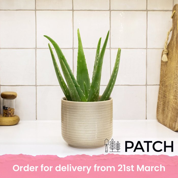 PATCH 'Franky' The Aloe Vera with Pot