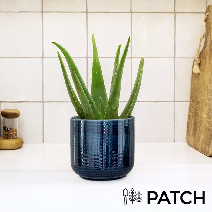 Patch 'Franky' The Aloe Vera With Pot