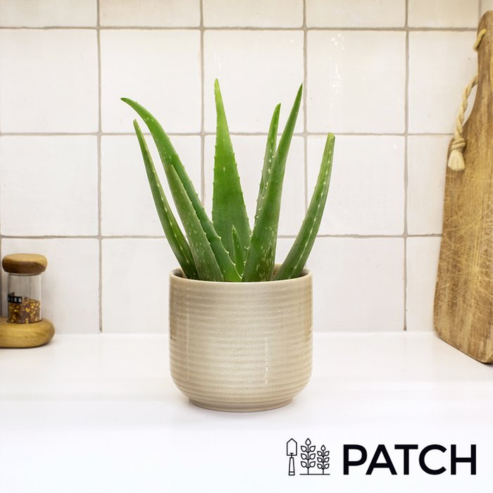 PATCH 'Franky' The Aloe Vera with Pot