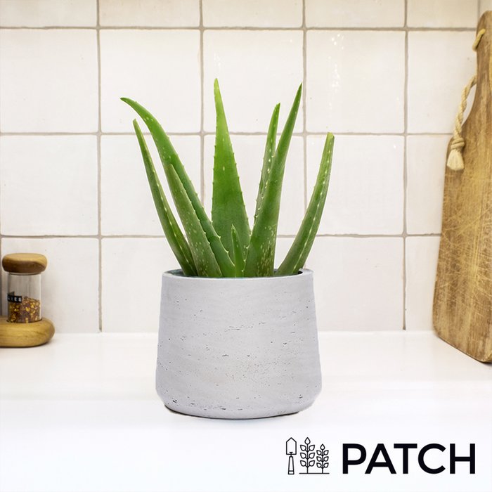 PATCH 'Franky' The Aloe Vera with Pot