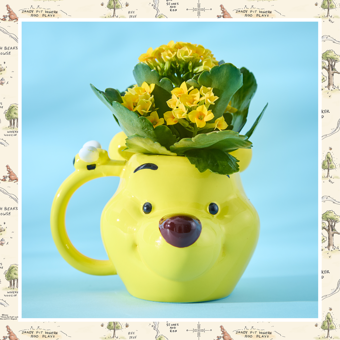 Disney's Winnie the Pooh mug with Kalanchoe Plant