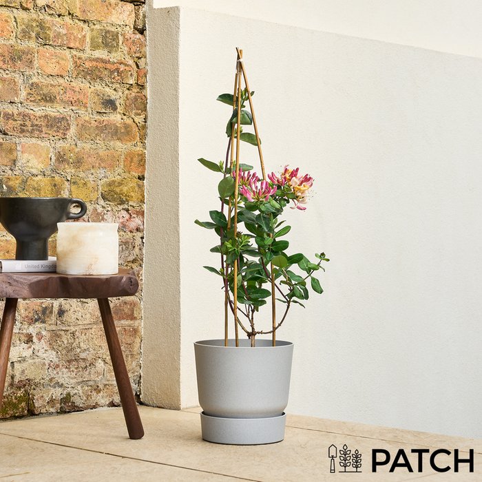 PATCH Outdoor 'Harriet' the Honeysuckle Outdoor Plant