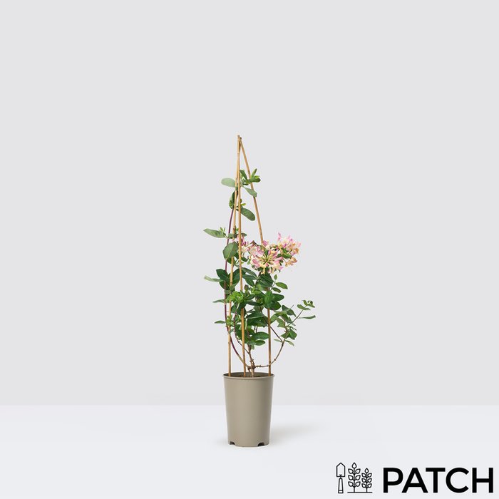 PATCH Outdoor 'Harriet' the Honeysuckle Outdoor Plant