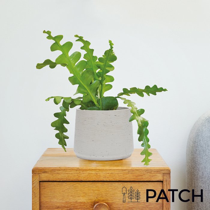 PATCH ‘Kate' the Fishbone Cactus with Pot