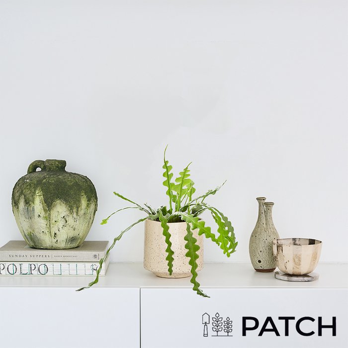 PATCH ‘Kate' the Fishbone Cactus with Marbled Pot