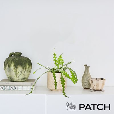 PATCH ‘Kate' the Fishbone Cactus with Marbled Pot