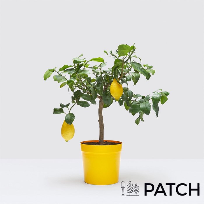 PATCH Outdoor 'Vivi' the Outdoor Lemon Tree