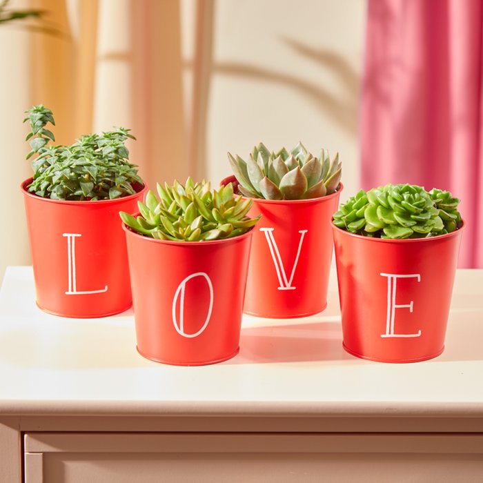 LOVE Pots With Succulent