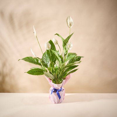 The Large Gift Wrapped Peace Lily