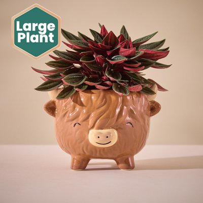 Peperomia Rosso in Medium Highland Cow Pot