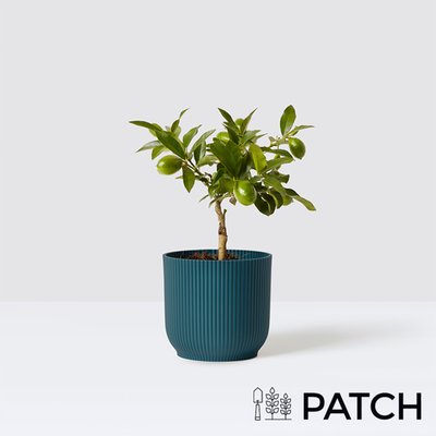 PATCH Lemon Tree in Blue Ribbed Pot