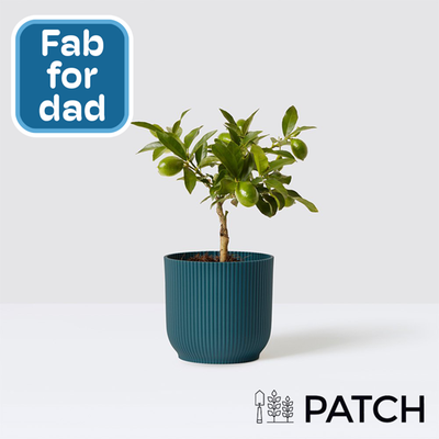 PATCH Lemon Tree in Blue Ribbed Pot