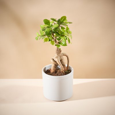 The Lucky Ginseng Plant