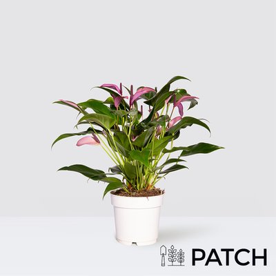 PATCH 'Lucy' the Violet Flamingo plant