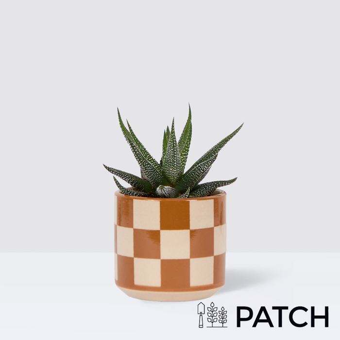 PATCH Mini Suri in Chess Brown pot