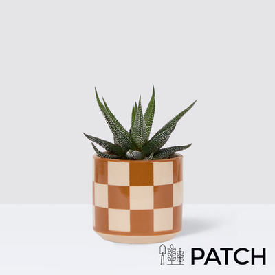PATCH Mini Suri in Chess Brown pot