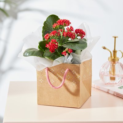 Kalanchoe Red Star in Giftbag