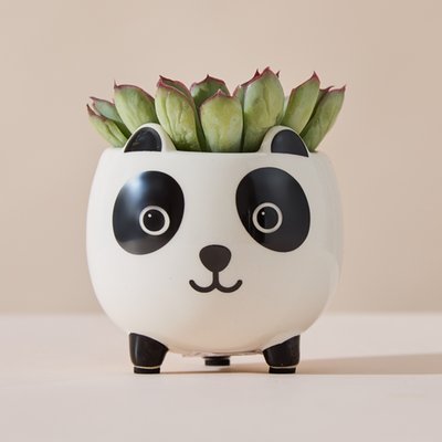 Mini Echeveria Succulent & Panda Planter